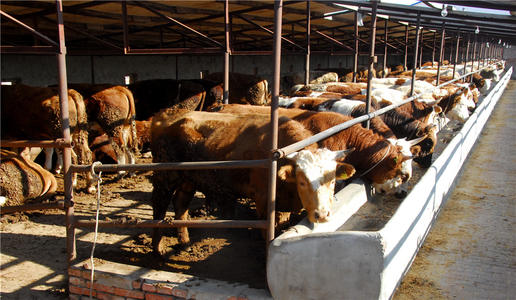 中国牛肉消费、生产及流通分析报告